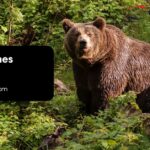 Bear Names