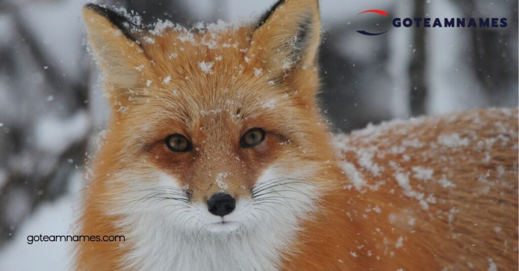 100 Unique Fox Names Inspired by Nature, Myth, and Literature for Your Clever Companion 4 Clever Fox Names
