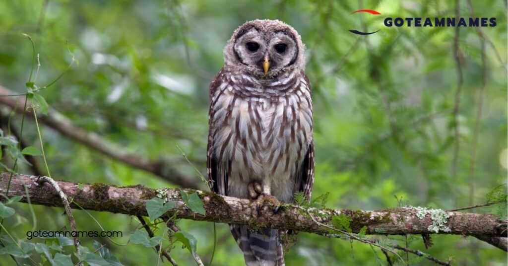 Discover the Meaning Behind Fascinating Owl Names: Unravel the Secrets of These Enigmatic Birds 1 Common Owl Names