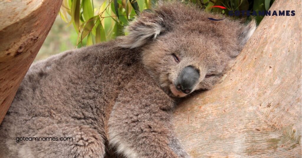 Adorable Koala Names: Fun Ideas to Find the Perfect Name for Your New Furry Friend 2 Creative Koala Names Inspired by Nature