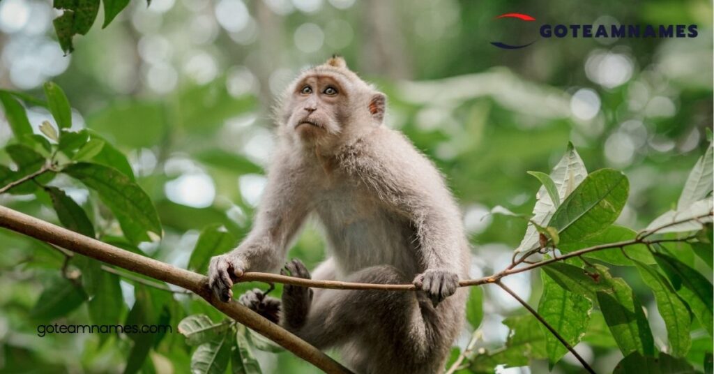 Creative and Fun Monkey Names: Find the Perfect Name for Your Playful Primate Companion 2 Creative Monkey Names Based on Characteristics