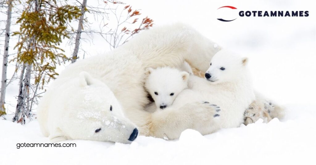 Discover Adorable and Unique Polar Bear Names: Celebrate These Arctic Giants 3 Creative Names for Baby Polar Bears