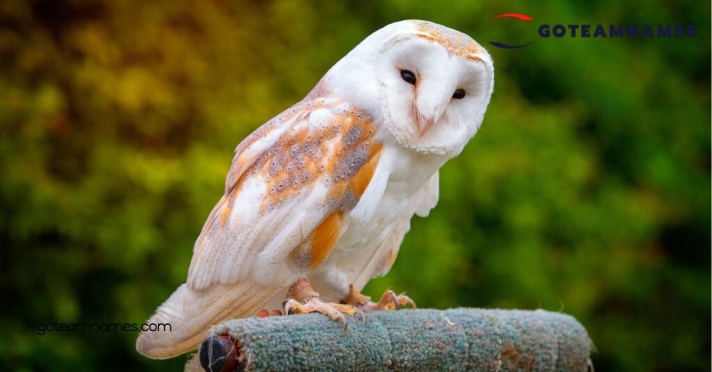Discover the Meaning Behind Fascinating Owl Names: Unravel the Secrets of These Enigmatic Birds 4 Creative Owl Names