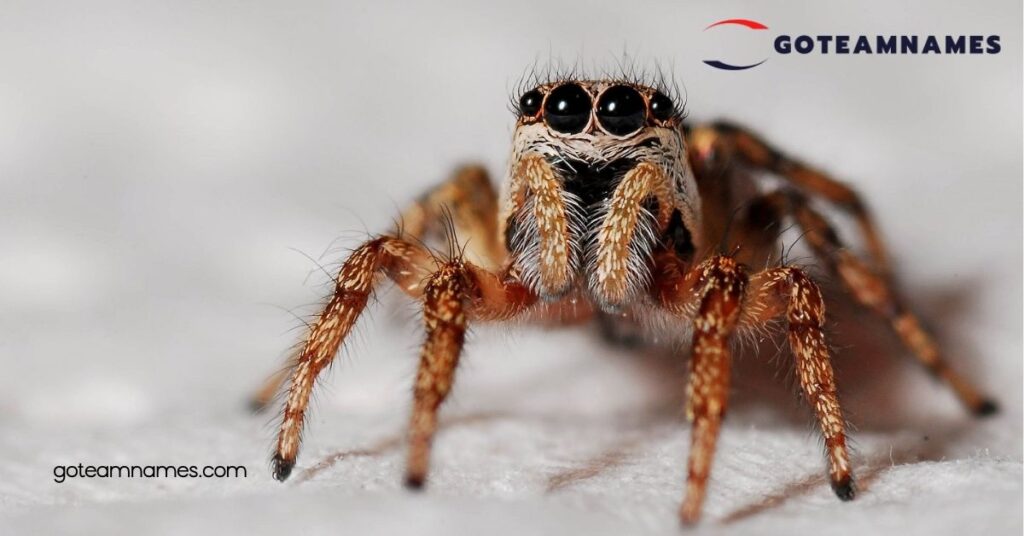 Discover the Fascinating World of Spider Names: Uncover Unique Traits and Stories 3 Creative Spider Names