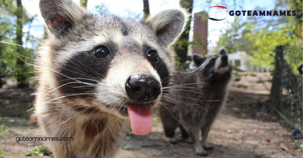 50 Adorable Raccoon Names That Capture Their Unique Personalities and Playful Spirit 4 Cultural Raccoon Names