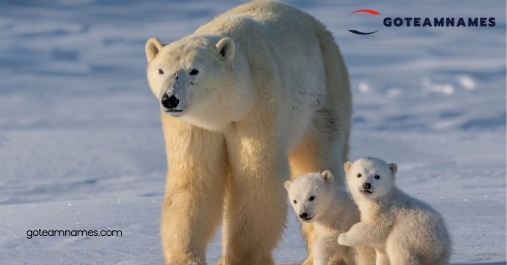 Discover Adorable and Unique Polar Bear Names: Celebrate These Arctic Giants 2 Cultural Significance of Polar Bear Names