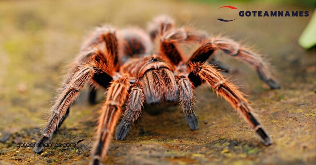 Discover the Fascinating World of Spider Names: Uncover Unique Traits and Stories 2 Cultural Spider Names