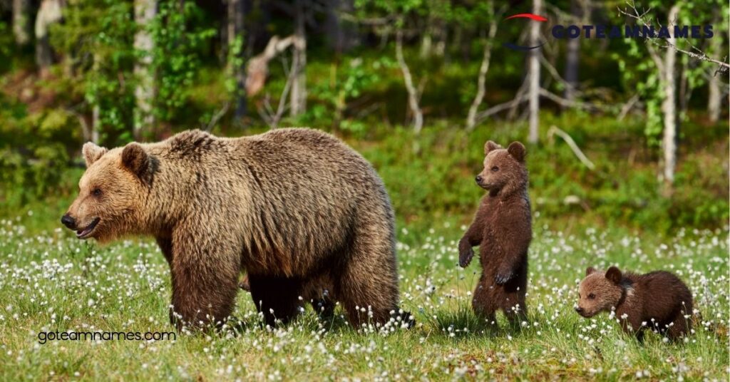 Cute Bear Names