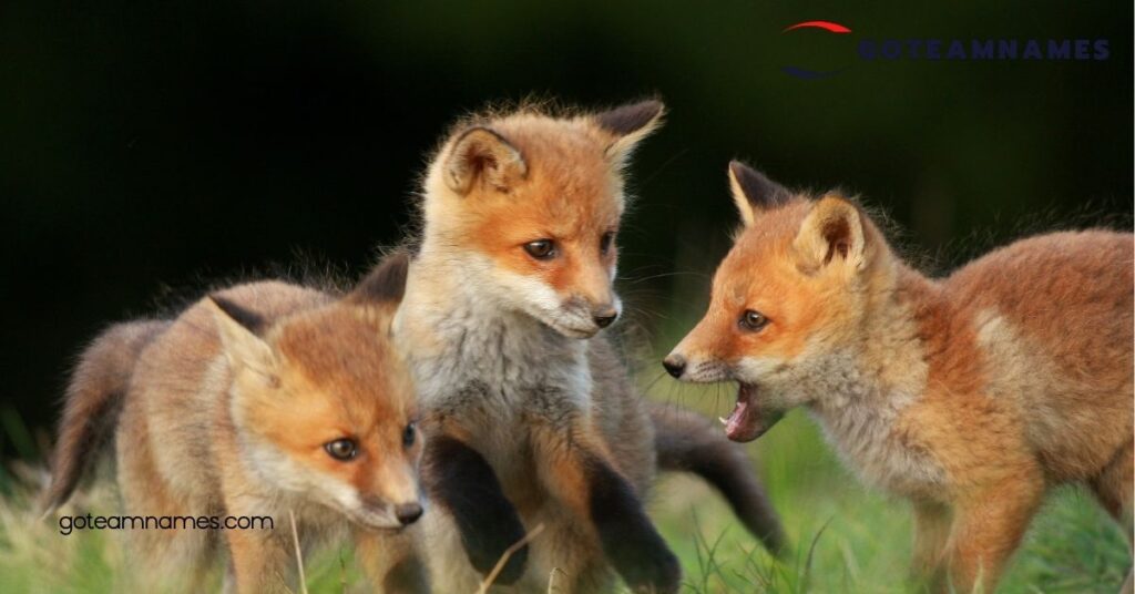 100 Unique Fox Names Inspired by Nature, Myth, and Literature for Your Clever Companion 3 Cute Fox Names
