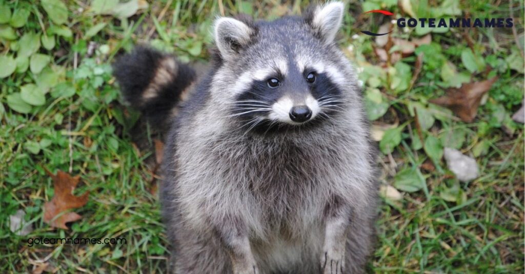 50 Adorable Raccoon Names That Capture Their Unique Personalities and Playful Spirit 2 Cute Raccoon Names