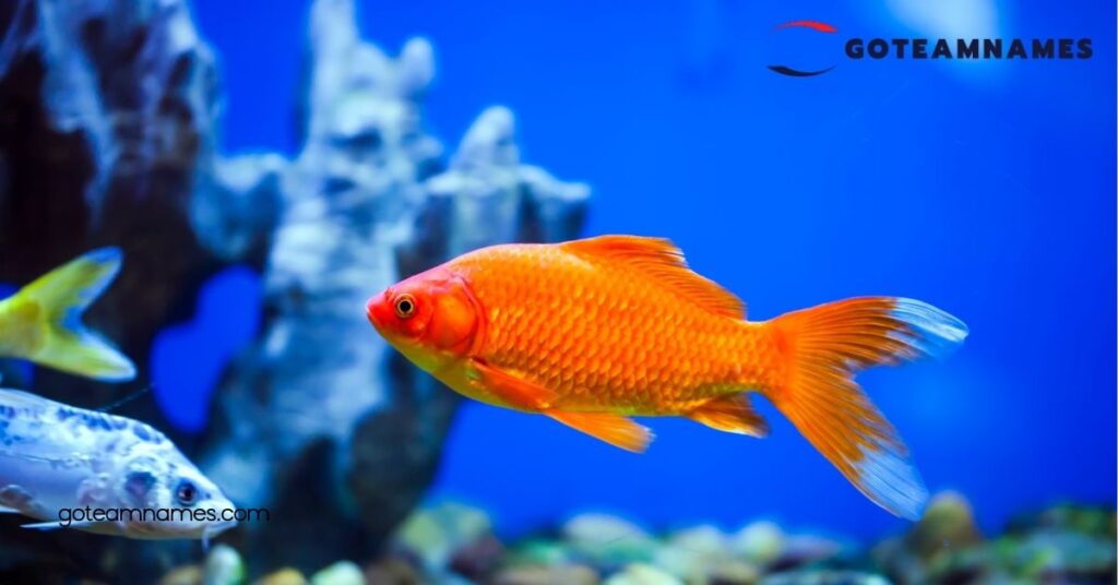25 Fascinating Fish Names That Reveal the Secrets of Our Underwater Friends 2 Descriptive Fish Names