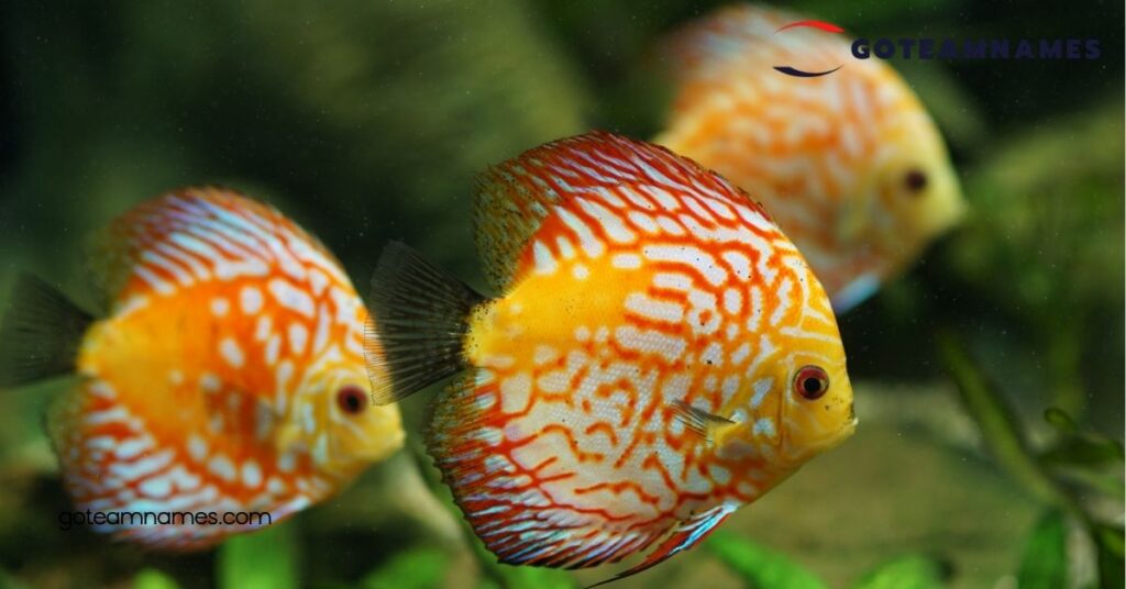 25 Fascinating Fish Names That Reveal the Secrets of Our Underwater Friends 4 Fun Fish Names for Pets