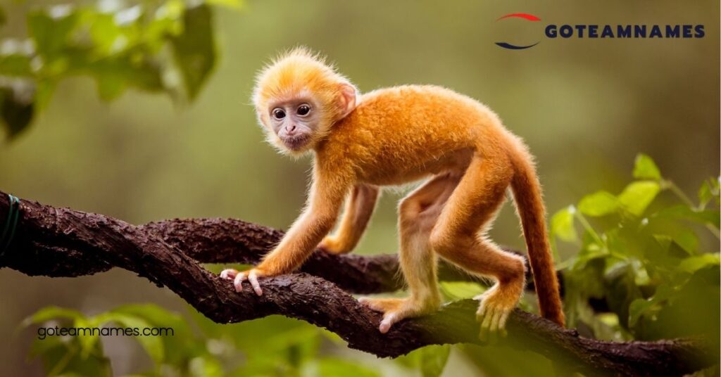 Creative and Fun Monkey Names: Find the Perfect Name for Your Playful Primate Companion 3 Fun and Quirky Monkey Names