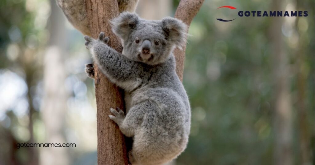 Adorable Koala Names: Fun Ideas to Find the Perfect Name for Your New Furry Friend 3 Funny Koala Names for a Lighthearted Touch