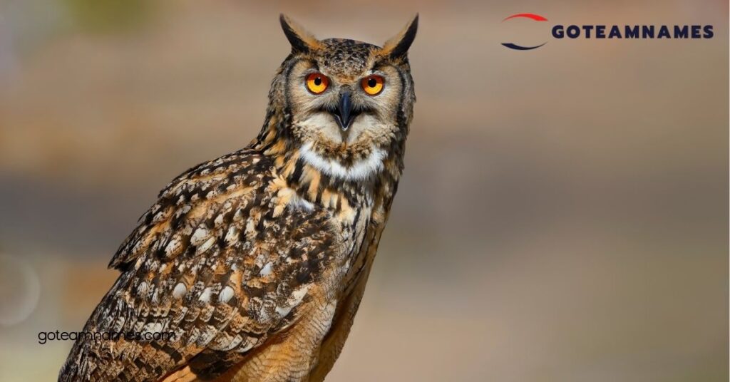 Discover the Meaning Behind Fascinating Owl Names: Unravel the Secrets of These Enigmatic Birds 3 Funny Owl Names