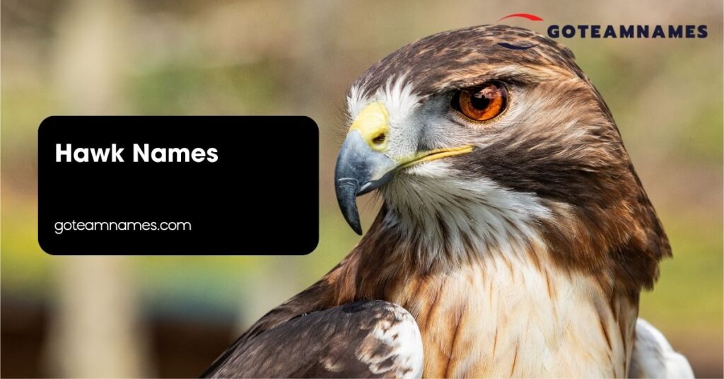 Hawk Names