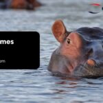 Hippo Names