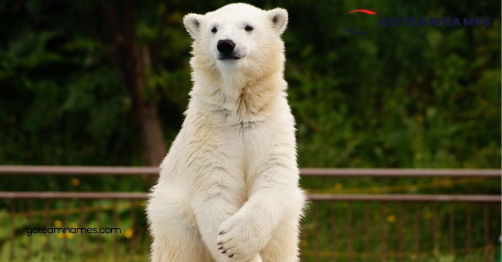 Discover Adorable and Unique Polar Bear Names: Celebrate These Arctic Giants 4 How to Choose the Perfect Polar Bear Name