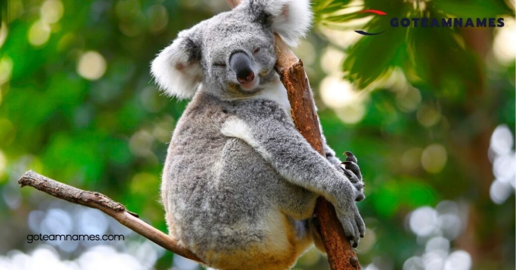 Adorable Koala Names: Fun Ideas to Find the Perfect Name for Your New Furry Friend 1 Importance of Choosing Unique Koala Names