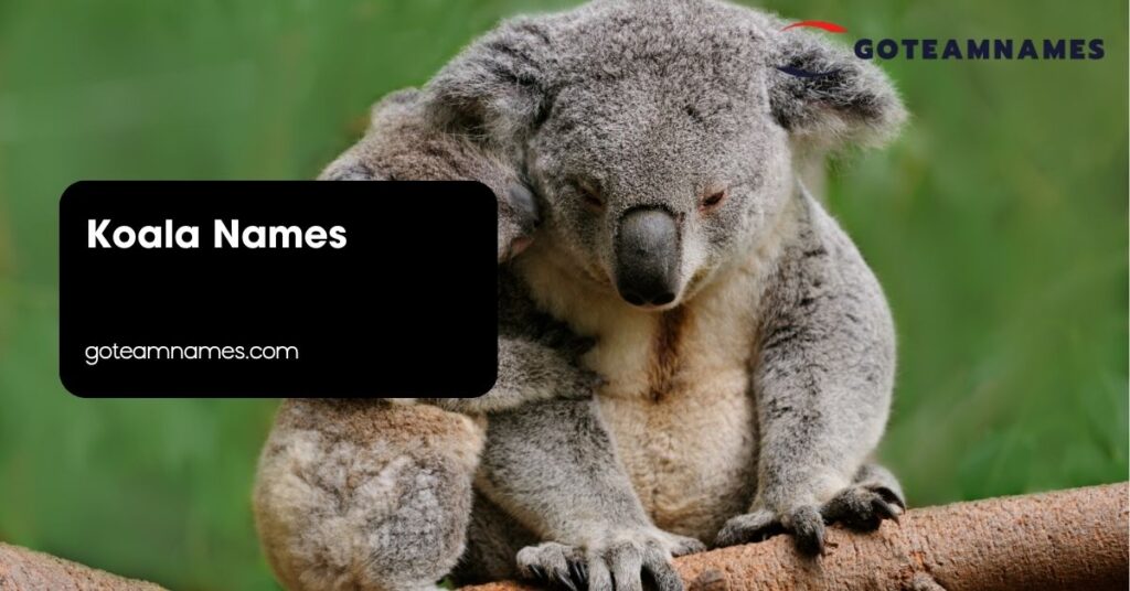 Koala Names