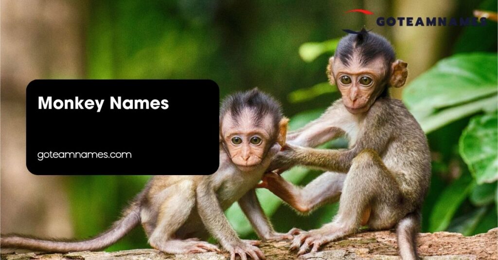 Monkey Names