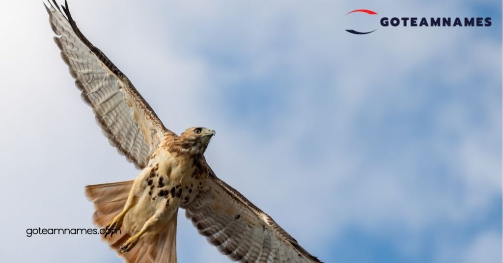 Mythological Hawk Names