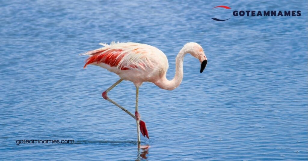 Names Inspired by Flamingo Species