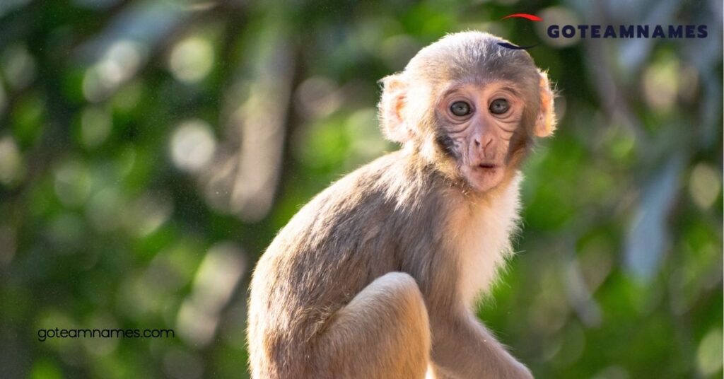 Creative and Fun Monkey Names: Find the Perfect Name for Your Playful Primate Companion 4 Naming Considerations for Your Monkey