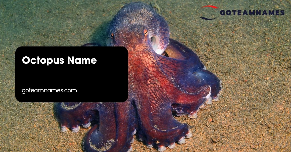 Octopus Name