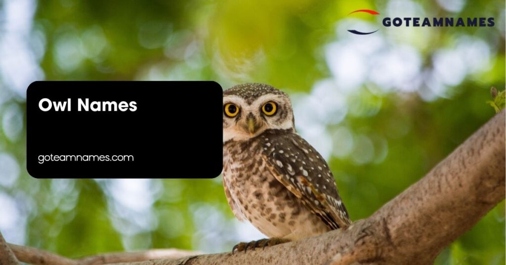 Owl Names