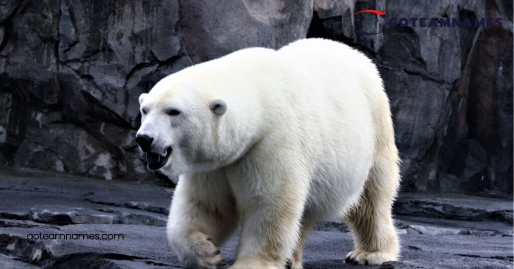 Discover Adorable and Unique Polar Bear Names: Celebrate These Arctic Giants 1 Polar Bear Names for Male Bears