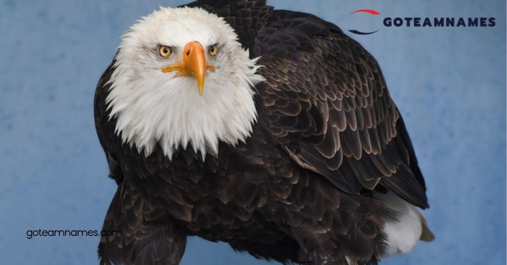 Unveiling the Majesty: Explore Powerful Eagle Names and Their Meaning Across Cultures 1 Popular Eagle Names