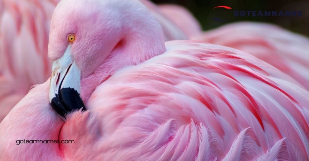 Popular Flamingo Names