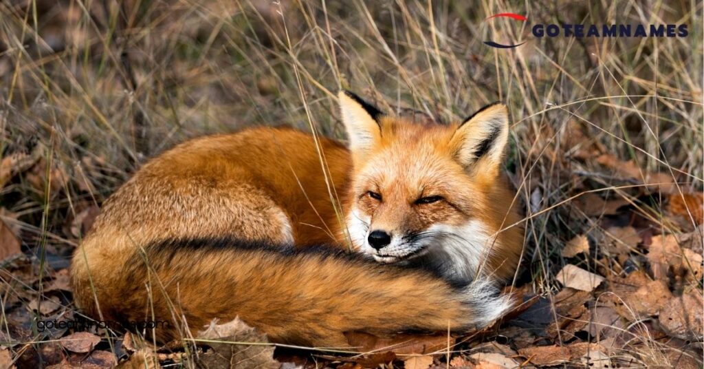 100 Unique Fox Names Inspired by Nature, Myth, and Literature for Your Clever Companion 2 Popular Fox Names