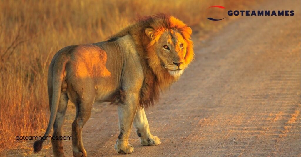 Unique Lion Names: Discover Powerful and Majestic Options for Your Furry Friend 2 Popular Lion Names