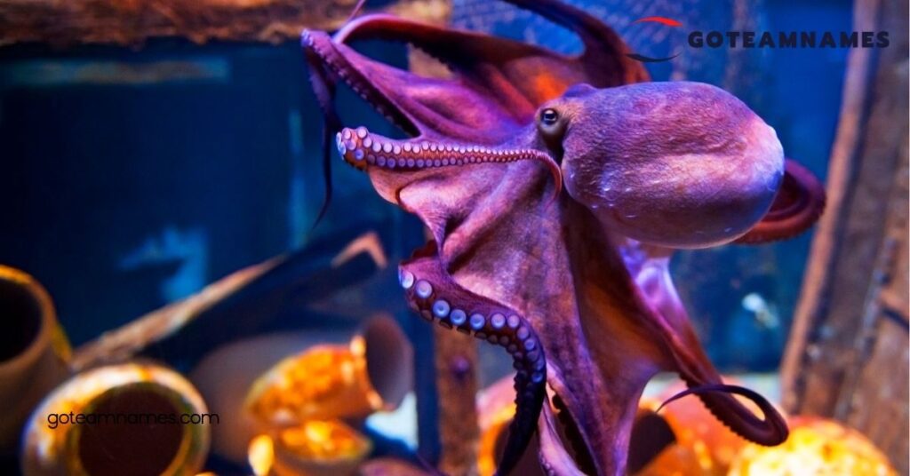 Discover Unique Octopus Names: Fun Ideas to Personalize Your Underwater Friends 2 Popular Octopus Names
