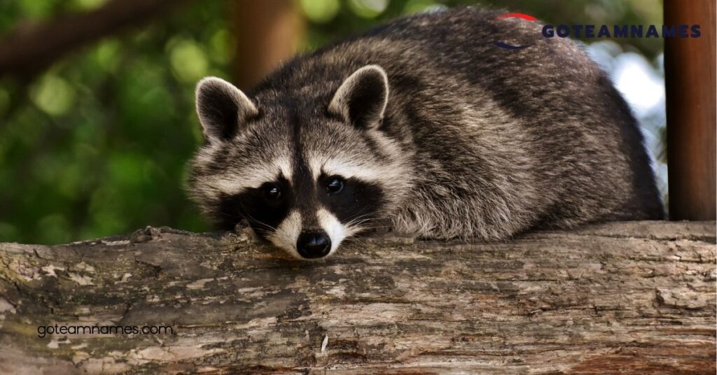 50 Adorable Raccoon Names That Capture Their Unique Personalities and Playful Spirit 3 Popular Raccoon Names