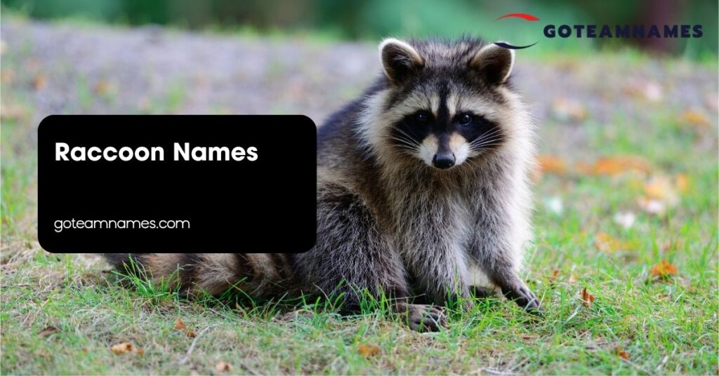 Raccoon Names