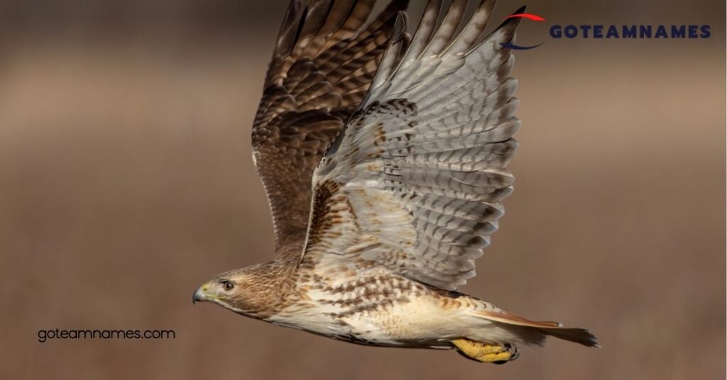 Scientific Hawk Names