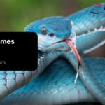 Snake Names