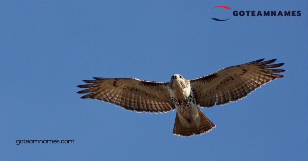 Tips for Naming Your Hawk