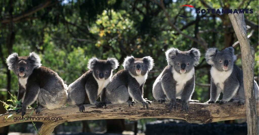 Adorable Koala Names: Fun Ideas to Find the Perfect Name for Your New Furry Friend 4 Tips for Naming Your Koala