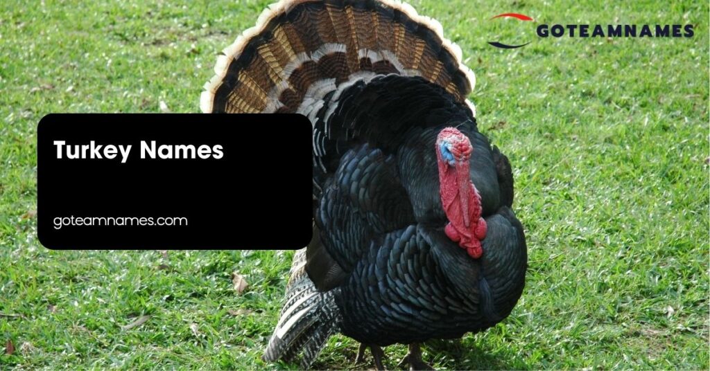 Turkey Names
