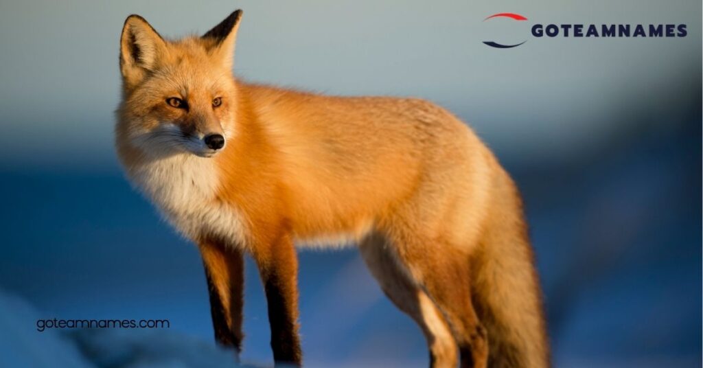 100 Unique Fox Names Inspired by Nature, Myth, and Literature for Your Clever Companion 1 Unique Fox Names