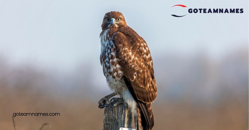 Unique Hawk Names
