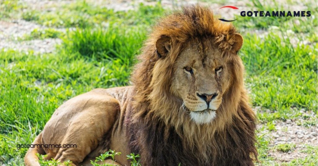 Unique Lion Names: Discover Powerful and Majestic Options for Your Furry Friend 1 Unique Lion Names