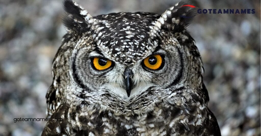 Discover the Meaning Behind Fascinating Owl Names: Unravel the Secrets of These Enigmatic Birds 2 Unique Owl Names