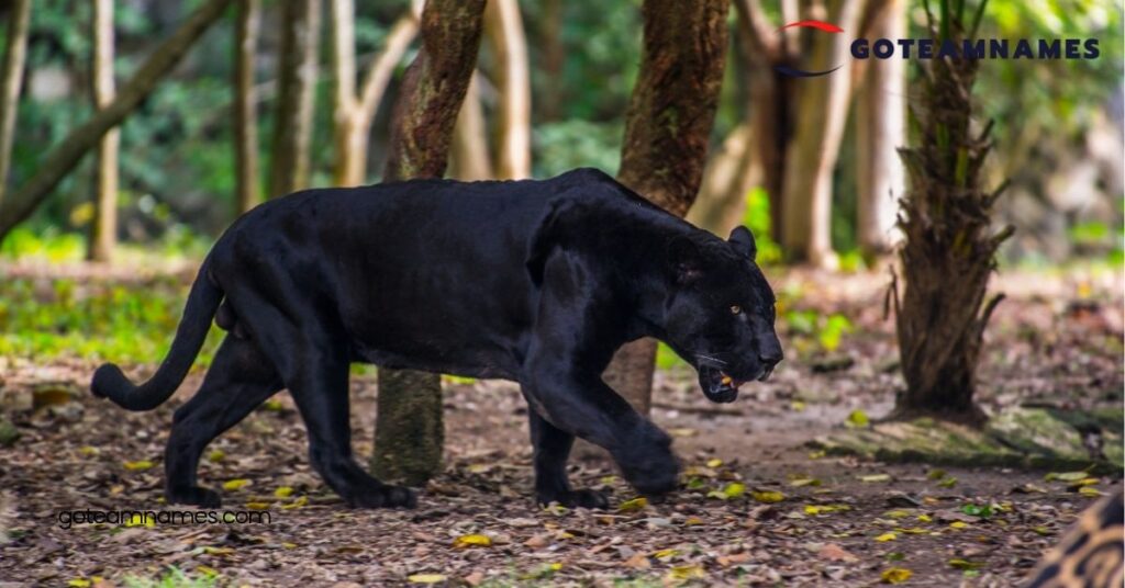 Unique Panther Names