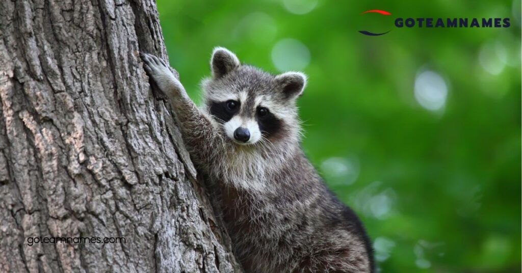 50 Adorable Raccoon Names That Capture Their Unique Personalities and Playful Spirit 1 Unique Raccoon Names