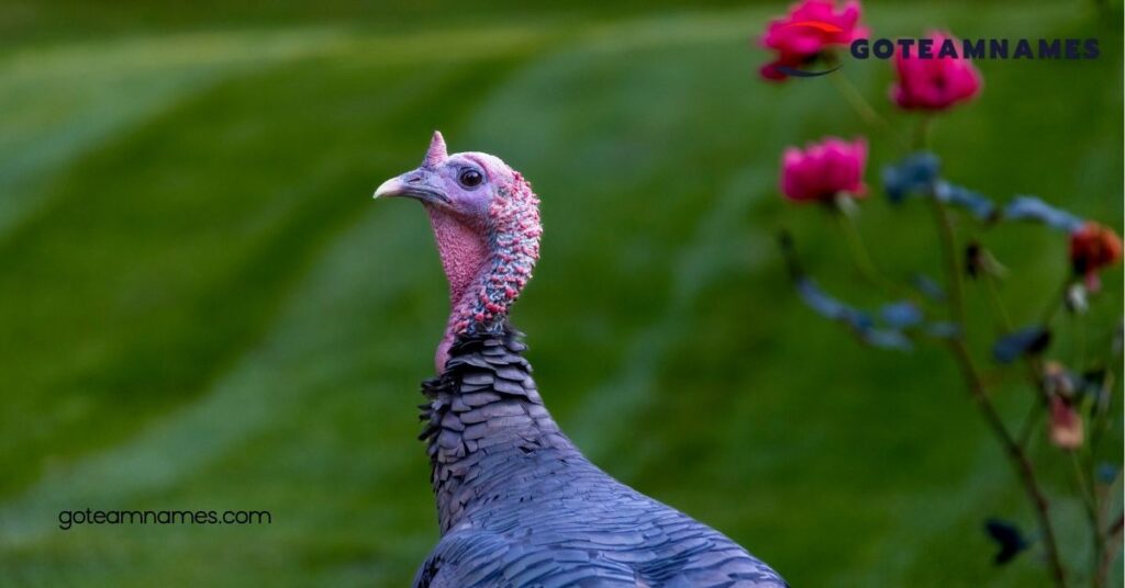 30 Fun and Unique Turkey Names to Spice Up Your Thanksgiving Celebration 1 Unique Turkey Names